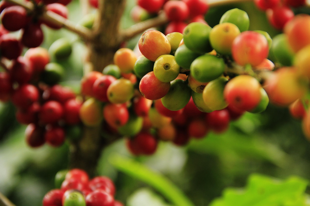 coffee grains, mature, farming, plant, cousins, crop, grow, fruits, plantation, harvest, fresh, red, branch, beans, the food, nature, tropical, cultivation, berries