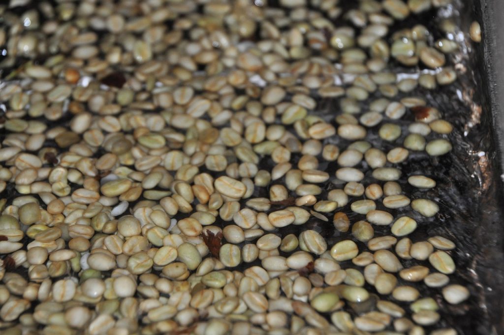 washed coffee, wet processed coffee, coffee, washed coffee, washed coffee, washed coffee, washed coffee, washed coffee