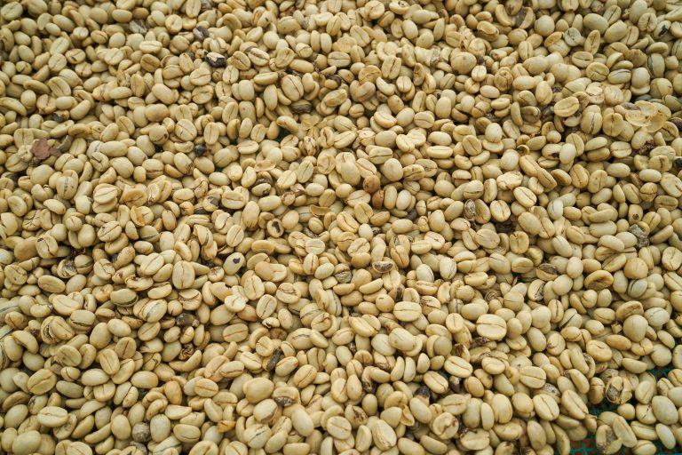Sun-dried coffee beans in Lâm Đồng, showcasing coffee processing methods.