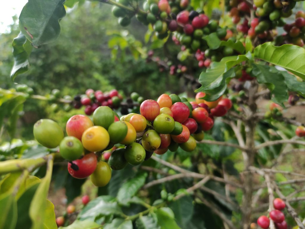 A detailed shot of multicolored ripe and unripe coffee cherries on a plant branch.