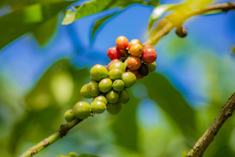 Vibrant close-up of coffee berries on a branch against a clear blue sky.