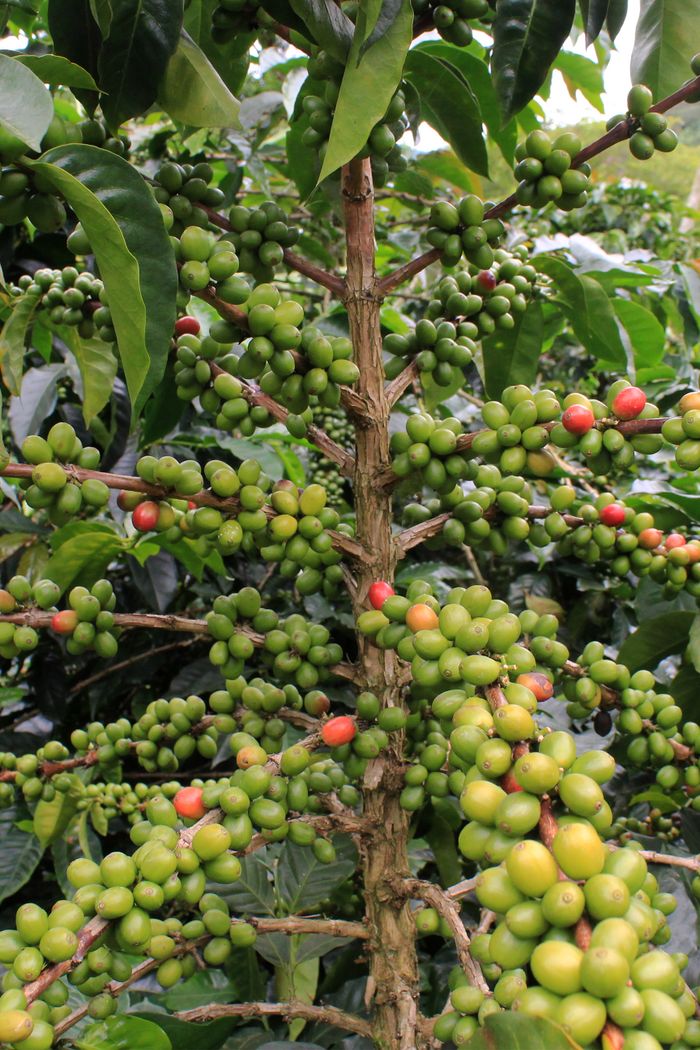 Close-up of a coffee plant with vibrant unripe green and ripe red berries.