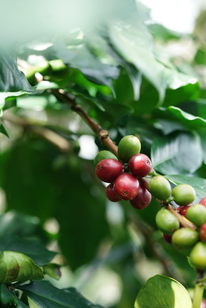 Vibrant ripe and unripe coffee berries on a coffee tree branch in Đà Lạt, Vietnam.